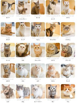 AMGNFA's tweet photo. In Kumamoto there is a famous cat cafe wich was heavily affected by the earthquake and 25 cats were rescued

Staff had evacuated customers safely and were preparing the cats when the blast forced them out

After that rescuers saved all of the cats even though everything was in ruins and blocked off

https://t.co/7CZ1Wx3TCc

going insanely viral: https://t.co/dq7lcLVAIY

full story: https://t.co/OmGdahmAm7

the 25 cats: https://t.co/MdmIeuEyz2