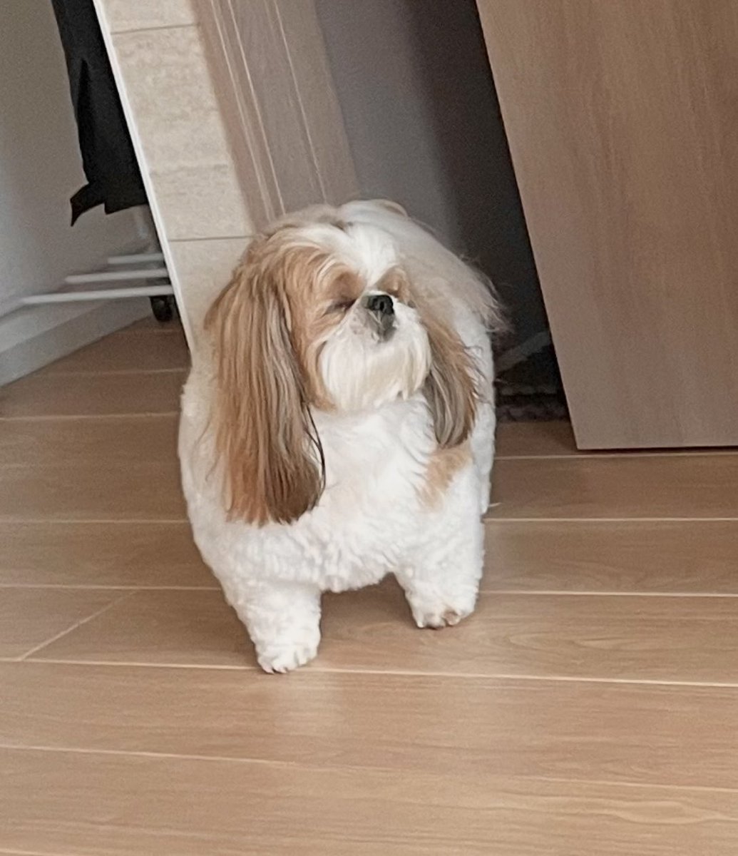 poco20220603's tweet photo. ぽこちゃん起きてきた

外見て『まぶ…っ』って目つぶってたw https://t.co/ZVS3yzZ4XC