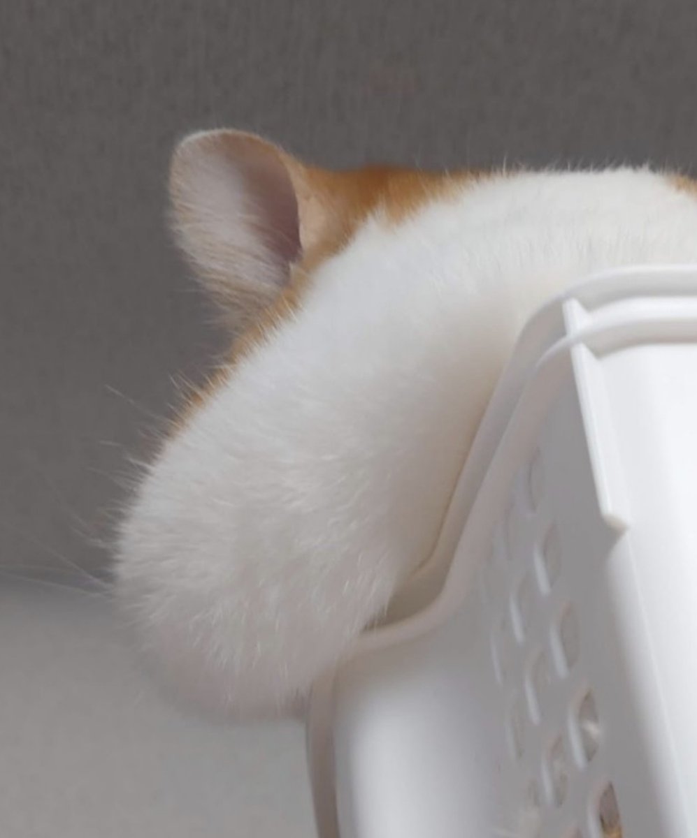 ochamarusan0126's tweet photo. ←つきたておもち

→ゆでおもち https://t.co/siJVVEXQTa