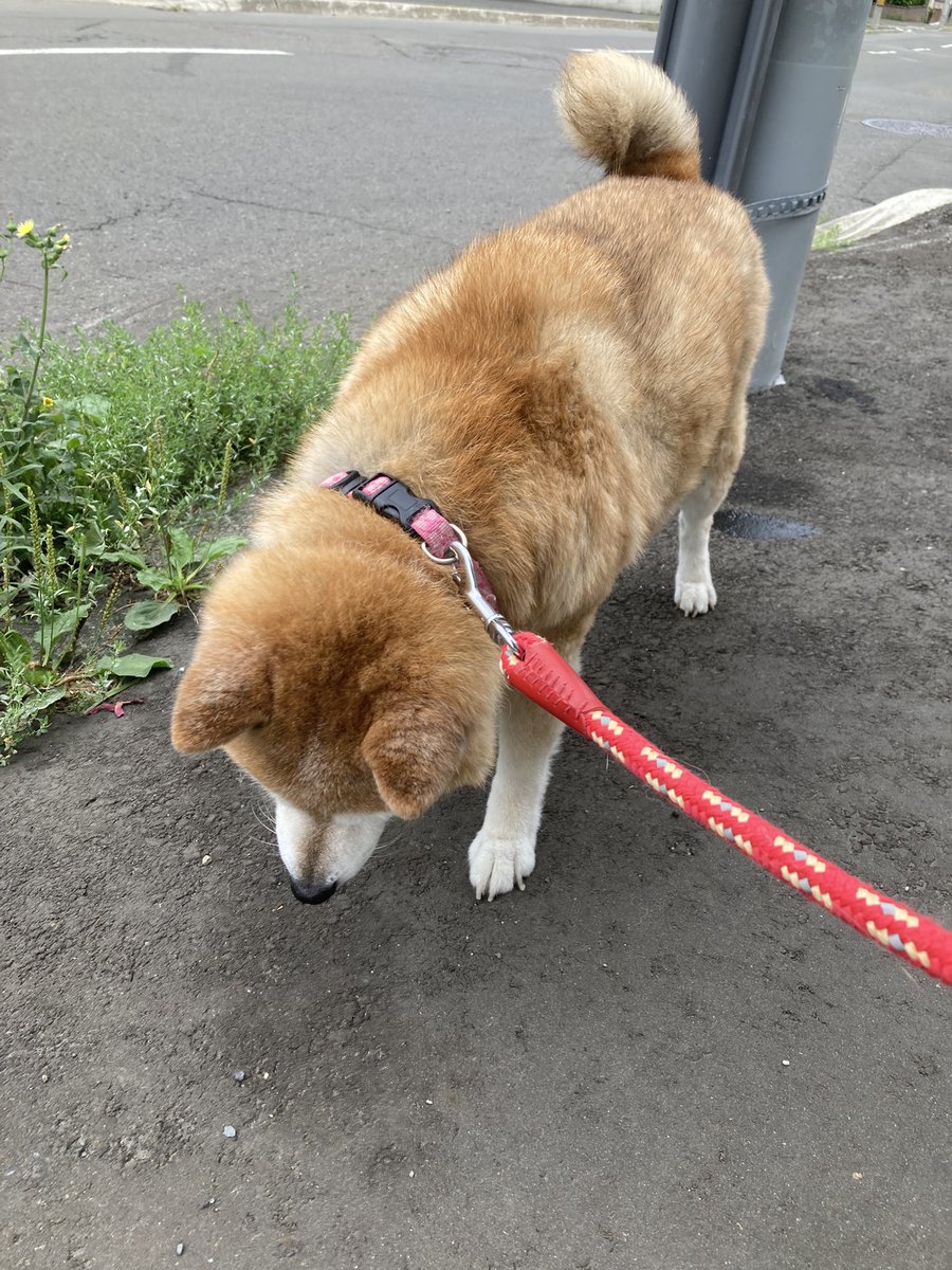 hisaponponpon's tweet photo. 朝なかなか起きてくれなくて
お母さん遅刻しそうに
なったぜ！！
（可愛いから暫く眺めていた（笑） https://t.co/ujvYvJGXs3