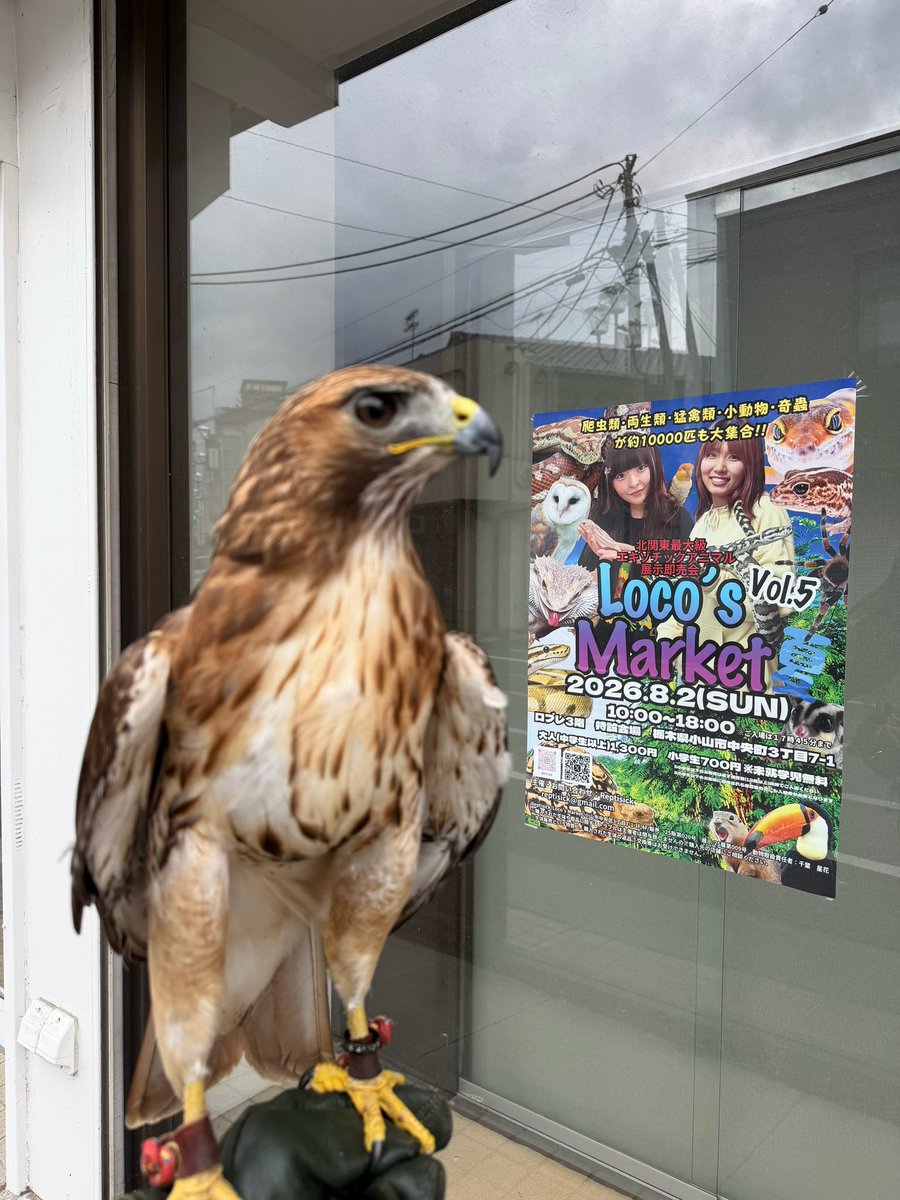 animalreptiles5's tweet photo. あと3日！8月2日はロコズマーケット🎉

たくさんのエキゾチックアニマルや出店者さんが大集合🦎✨
ぜひ遊びに来てください！

たくさんの方に楽しんでいただけるイベントを目指して、スタッフ一同準備を進めています🔥

「行きたい！」と思ったら、ぜひこの投稿をリポスト・シェアして応援していただけると嬉しいです🙇‍♂️✨
皆さまのご協力が、本当に励みになります！

8月2日は小山でお待ちしています！🦎✨

#TikTok https://t.co/dePHA0Ztx6

#ロコズマーケット #爬虫類イベント #エキゾチックアニマル #小山イベント #栃木イベント #夏休みイベント #動物好き #拡散希望

@Locomake ＠Reptisick_