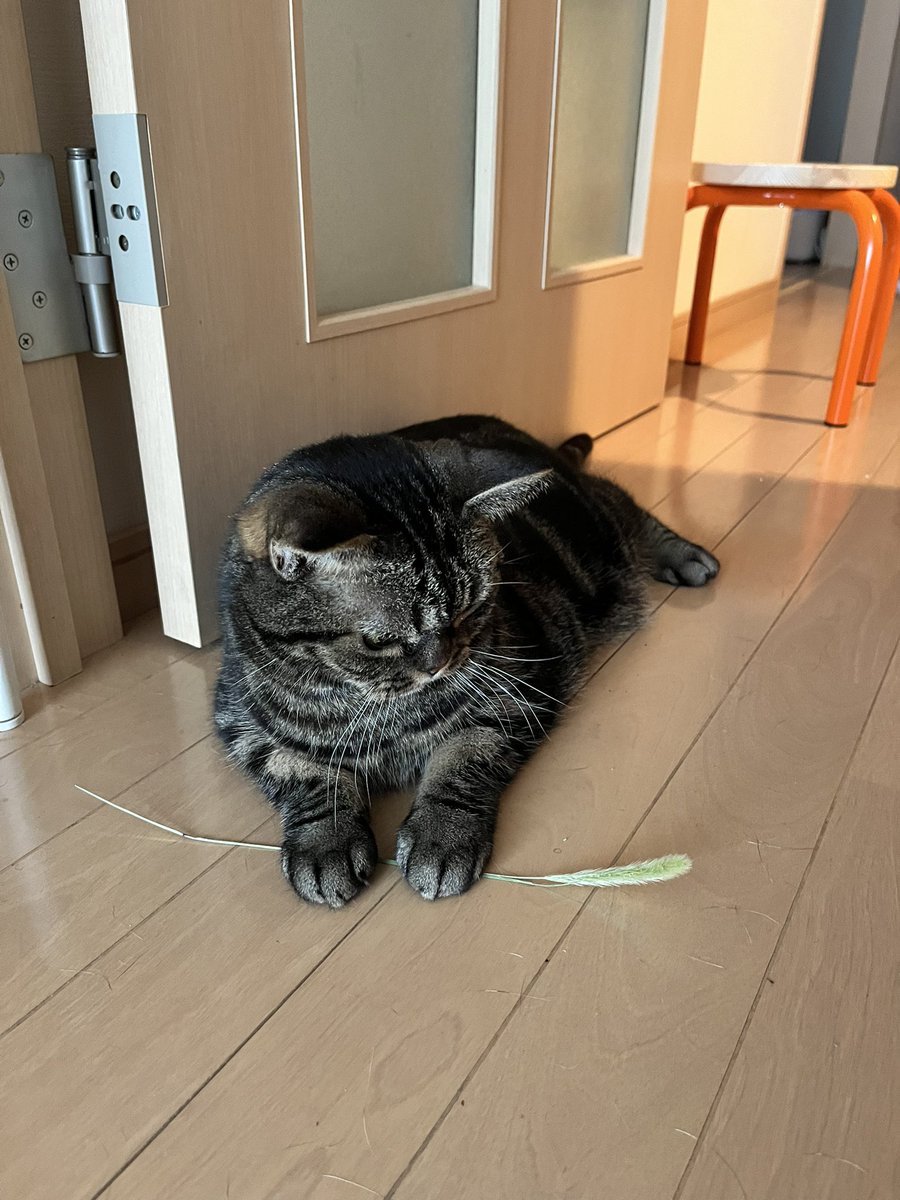 mizolekin's tweet photo. 木曜日の朝
ホンモノの猫じゃらし https://t.co/yNOtf0nq2t