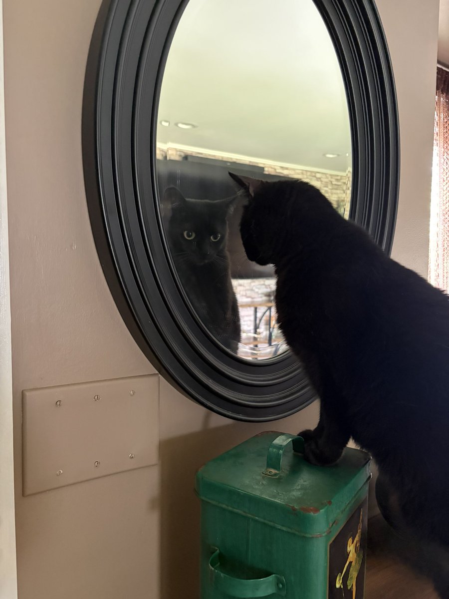 alaynababyy's tweet photo. my cat keeps finding mirrors to look at herself in ?? https://t.co/UTVG8tP1IE
