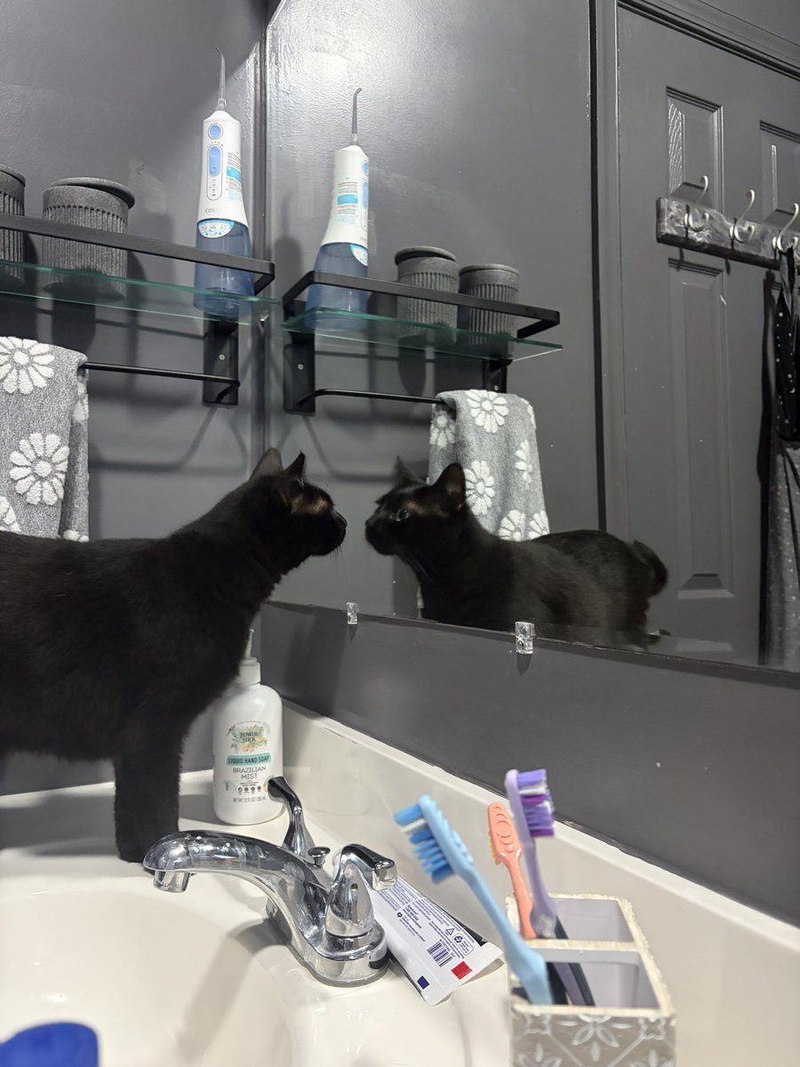 alaynababyy's tweet photo. my cat keeps finding mirrors to look at herself in ?? https://t.co/UTVG8tP1IE