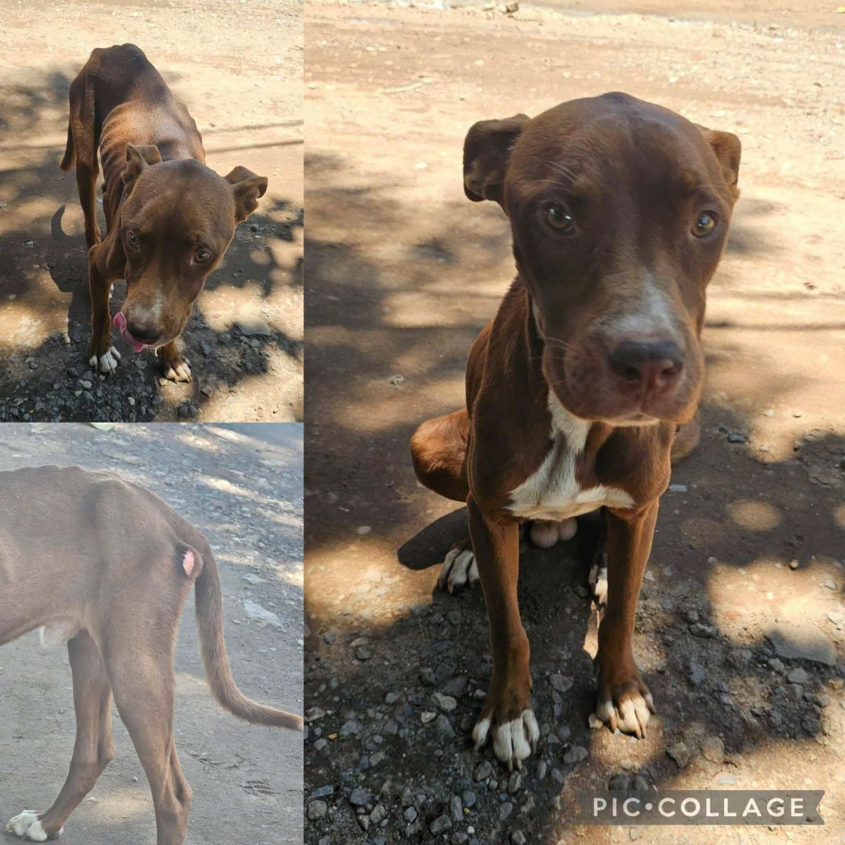 lyssitta's tweet photo. #ServicioSocial
Nos piden publicar 👇
¡ADOPCIÓN URGENTE! 🐾💔

Este perrito de aproximadamente 6 a 7 meses fue abandonado y ya lleva varios días sobreviviendo solo. Se encuentra en Santa Ana, por la escuela del Portezuelo, cerca de la cancha de fútbol, a un costado de la UNASA. 🥺

Está en condiciones bastante delicadas: se ve muy delgado, desnutrido y tiene una herida que podría complicarse seriamente, incluso con riesgo de gusano barrenador si no recibe ayuda pronto. Aun así, es un perrito súper tranquilo, amoroso y muy lindo. Es mixtado con pitbull y solo necesita una oportunidad. 💗

Con amor, cuidados y atención puede recuperarse y ponerse aún más hermoso de lo que ya es. Todos merecen una familia que los ame para siempre, y él no es la excepción. Buscamos una familia responsable que le dé el hogar y la vida digna que tanto necesita. 🙏 Aún está en edad para poder adaptarse a su nueva familia.

📞 Más información: 7674-6788

💖 Adoptar es salvar una vida.
🙏 Si no podés adoptar, por favor compartí. Su familia puede estar entre tus contactos.