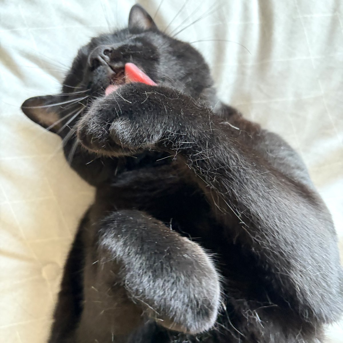 eye_moco's tweet photo. noco20260730

#ノコフォト #黒猫 #blackcat https://t.co/zXEeEzEseA