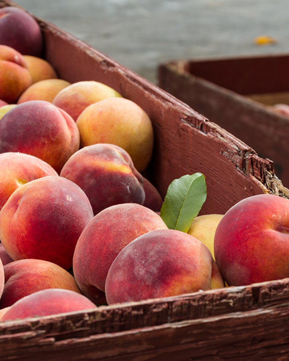 bcagcouncil's tweet photo. Established in 1889, the BC Fruit Growers' Association is one of B.C.'s oldest agricultural industry associations. BCFGA represents commercial tree fruit growers across the province through advocacy, leadership, and grower support.

Learn more: https://t.co/6CgZtS4iHO https://t.co/Ky5U8uD9NF