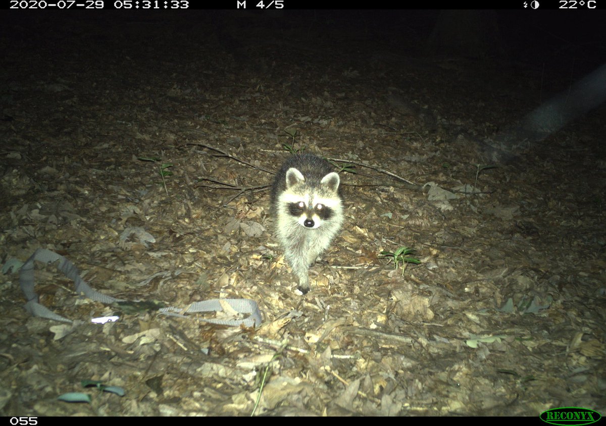 Trail_Cams tweet picture