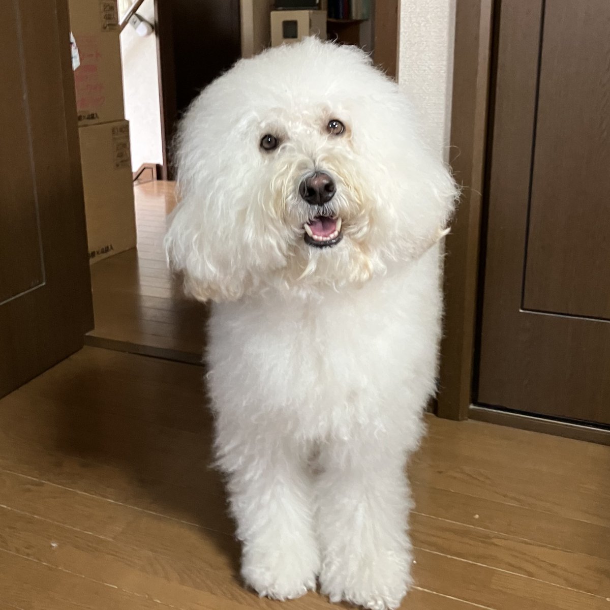 H240_802's tweet photo. 朝のうちは さわやかエルワンコ https://t.co/ueL1EhtxYy