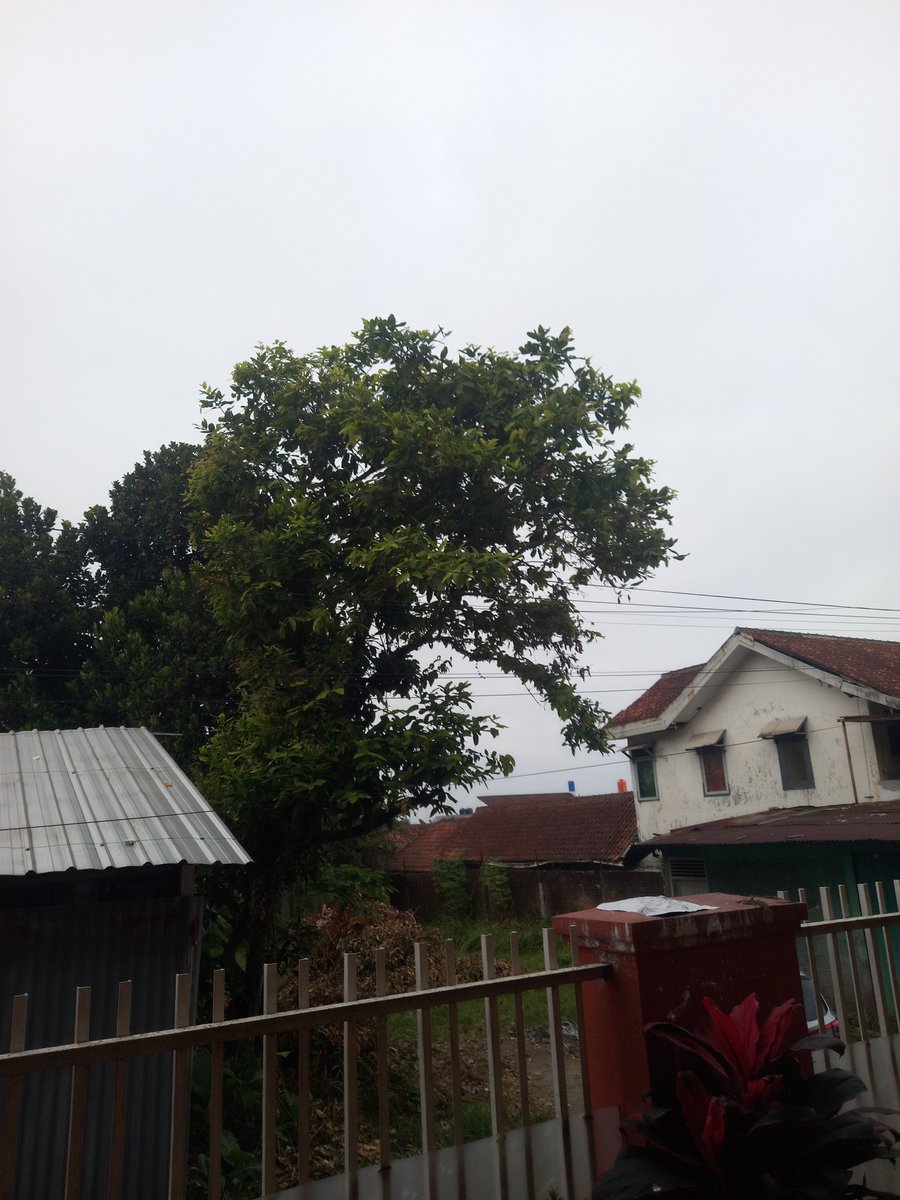 masopolali's tweet photo. Selamat pagi. https://t.co/pohxIlkqsd
