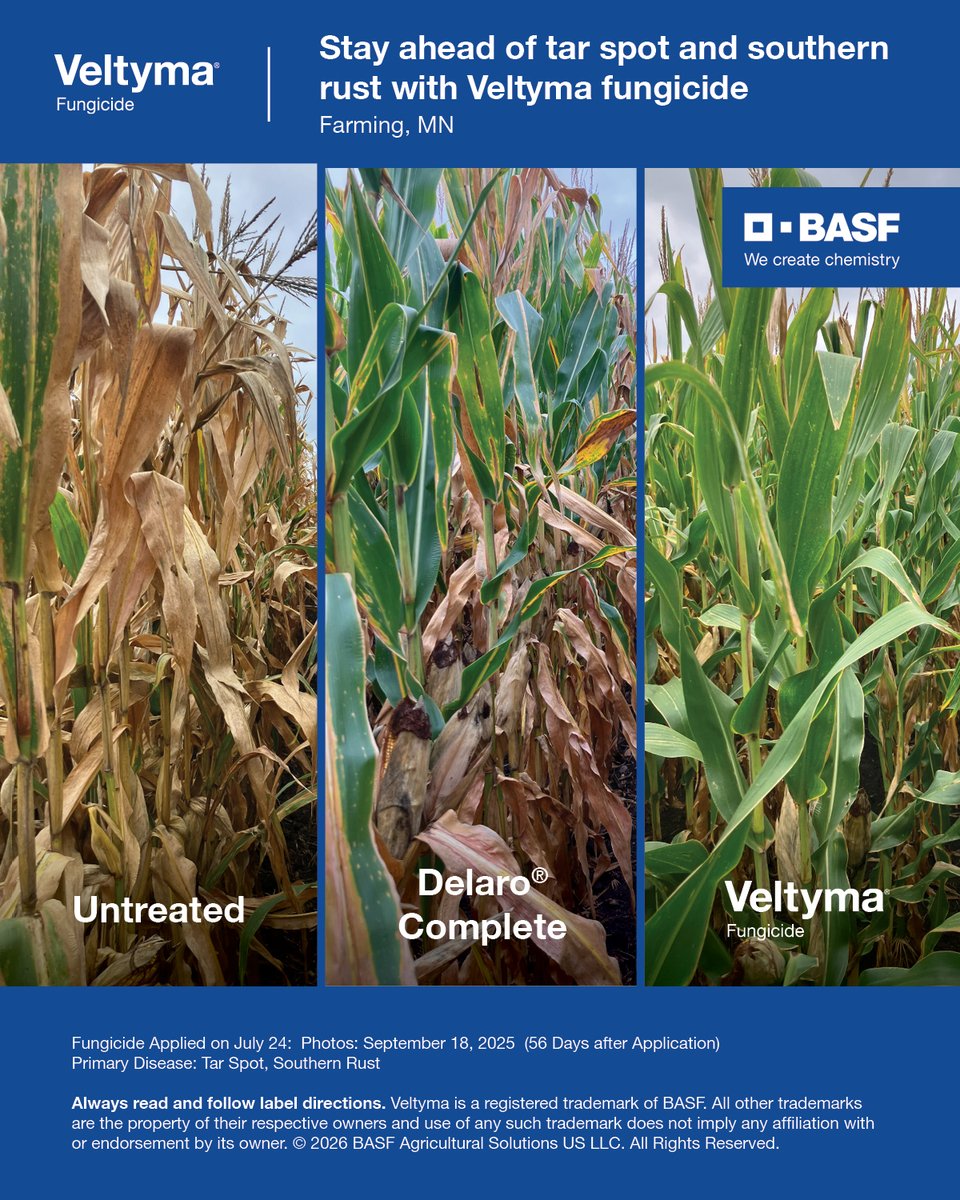 BASFAgProducts's tweet photo. The common enemy of tar spot and southern rust? Veltyma® fungicide. https://t.co/BxaNTDyzMR