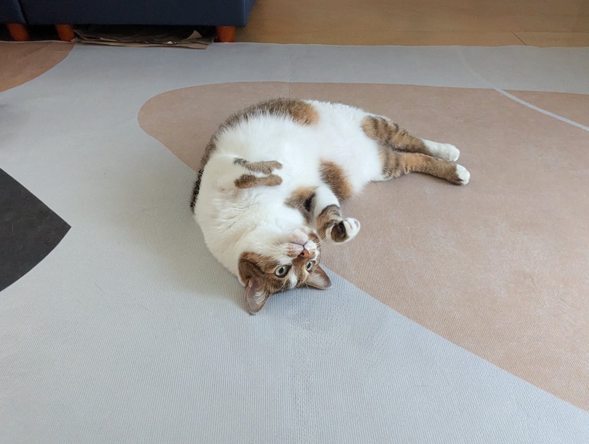 nekomeyome's tweet photo. ただいま https://t.co/GAdQHO07F3