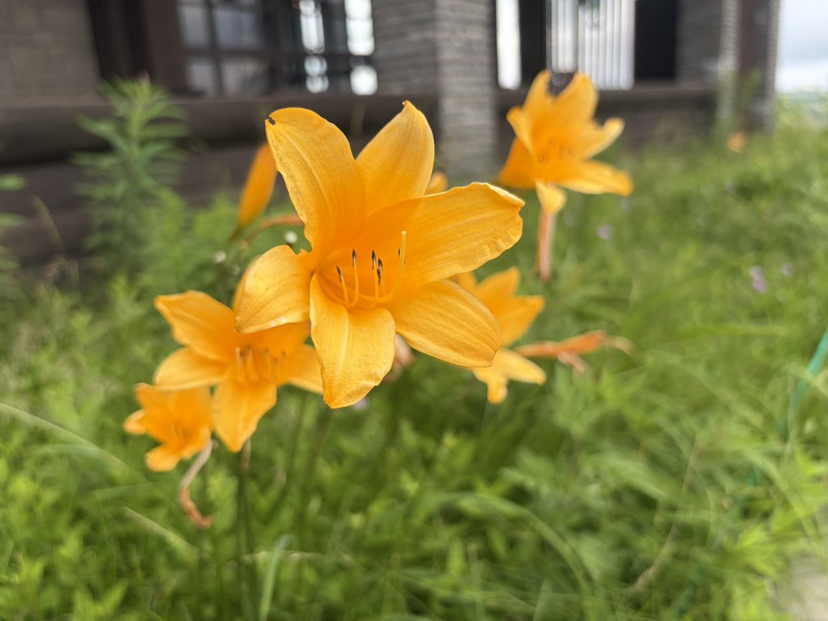 kako_za2's tweet photo. 最近見てきた個人的に美しいと思ったものを少しあげますね。高原植物は小さくて愛らしいものばかりでした。 https://t.co/sNh2QXB0oR