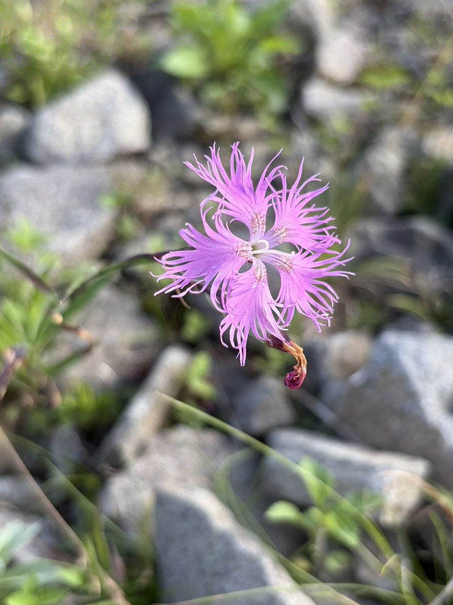 kako_za2's tweet photo. 最近見てきた個人的に美しいと思ったものを少しあげますね。高原植物は小さくて愛らしいものばかりでした。 https://t.co/sNh2QXB0oR