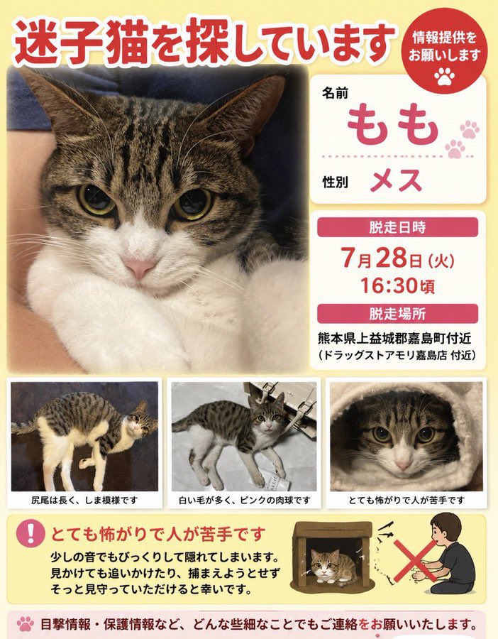 pet_kumamoto's tweet photo. sawa_tangram さんより

【拡散希望】
令和8年熊本地震で友人の飼い猫が脱走しました。
熊本県嘉島町付近です。
2匹のうち1匹は嘉島町の自宅付近でみつかったそうです。
似た猫を見かけたなど些細なことでも構いませんので、ご協力お願いいたします。
#熊本　#熊本地震　#迷子　#迷子ペット https://t.co/aUeAFJqjyV