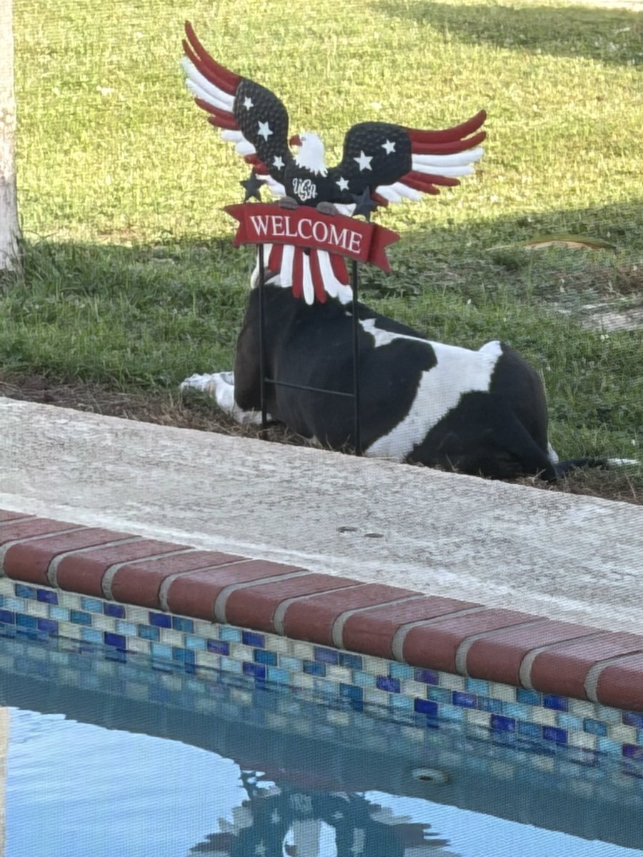 RonHunt13's tweet photo. My dog Buddy was in perfect photo op position 😂🇺🇸 https://t.co/2I0VVsp10l