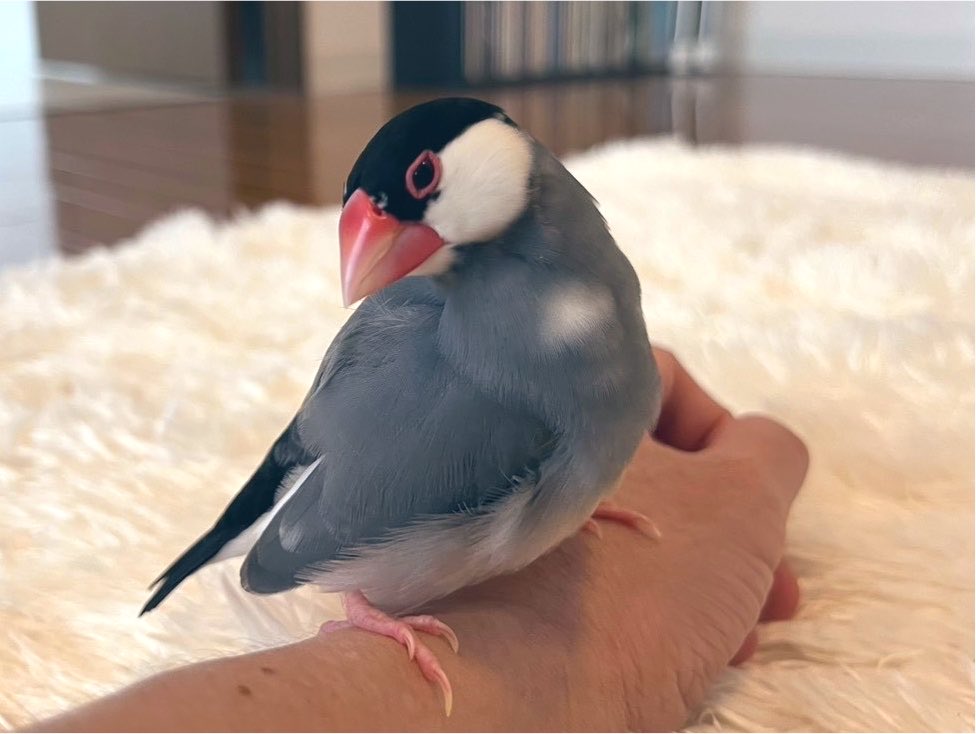 MIYAKEHISAKO's tweet photo. ちょっと眠いコ🐦
#文鳥
#javasparrow
#ひびきちゃん
#熱中症対策万全で https://t.co/E4FiFSG5O5
