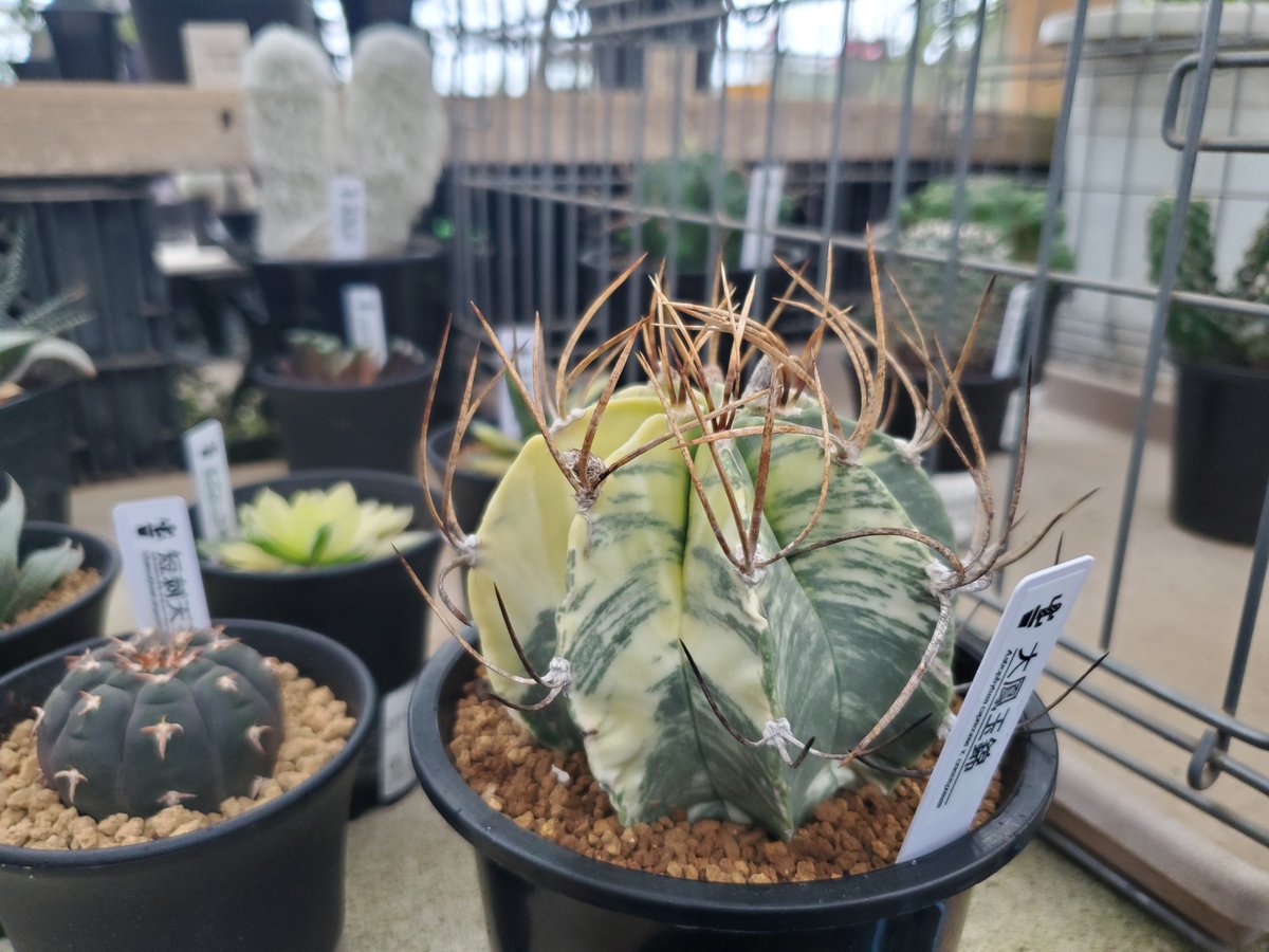 yoshioka_plants's tweet photo. アストロフィツム・大鳳玉錦🌵🌵
#植物のある暮らし
#astrophytum
#caudex
#cactus
#suculentas https://t.co/aHmD6STtfG