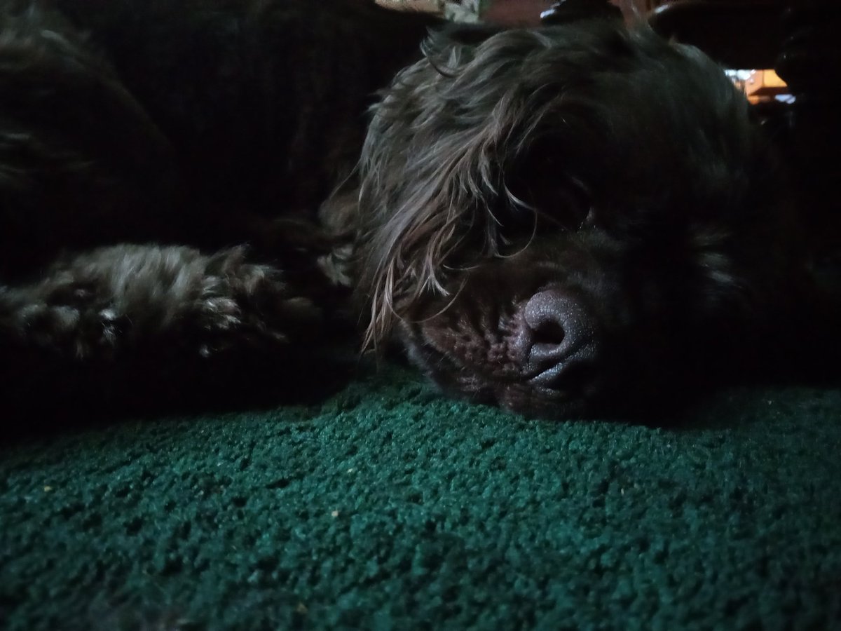 Quincy_2024's tweet photo. Taking my evening nap 😴 #PuppyLove https://t.co/zHpLtlA9pj