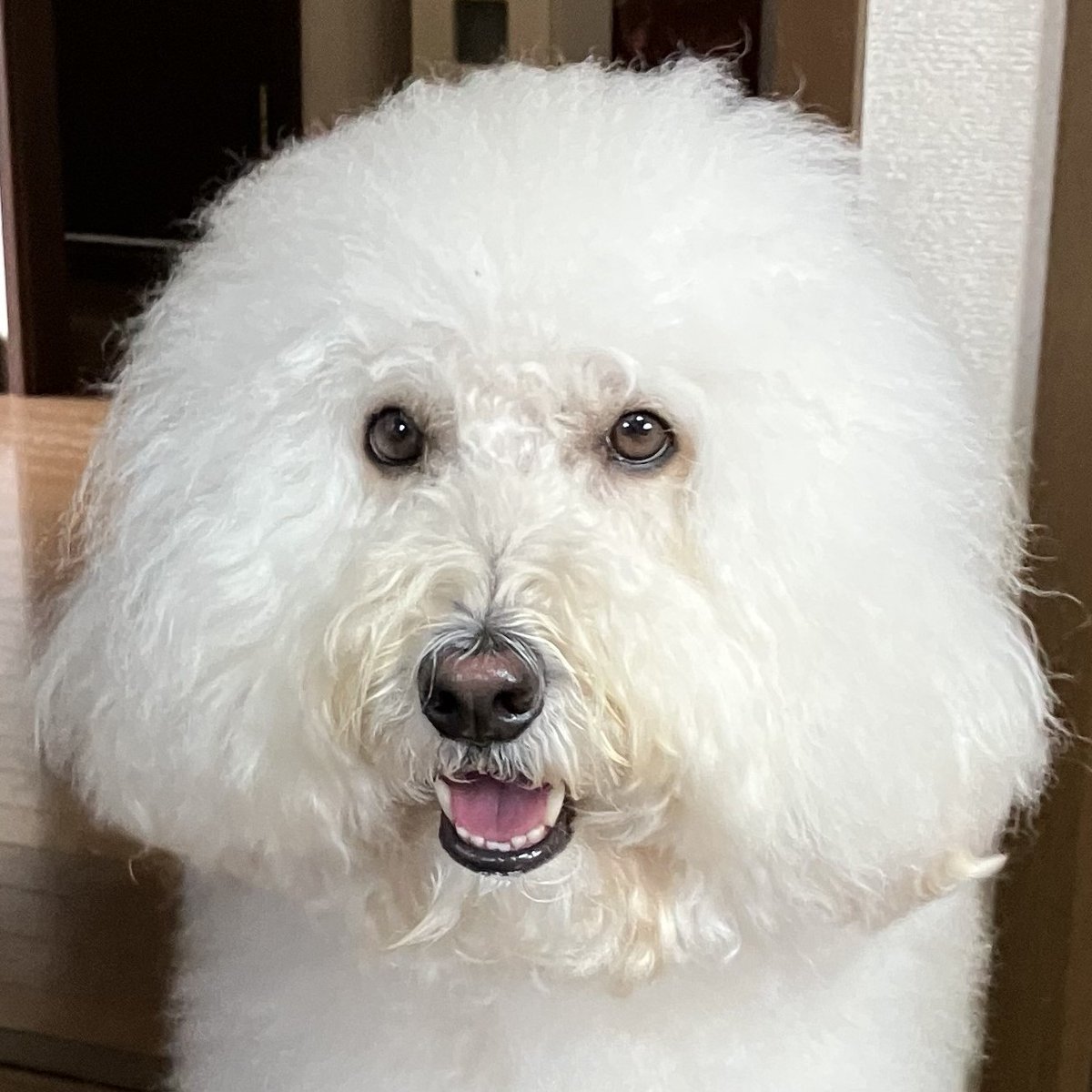 H240_802's tweet photo. @DAIFUKU20080423 『おはようワン🐕』🦮🐩🐕‍🦺 https://t.co/S677vi7RXR