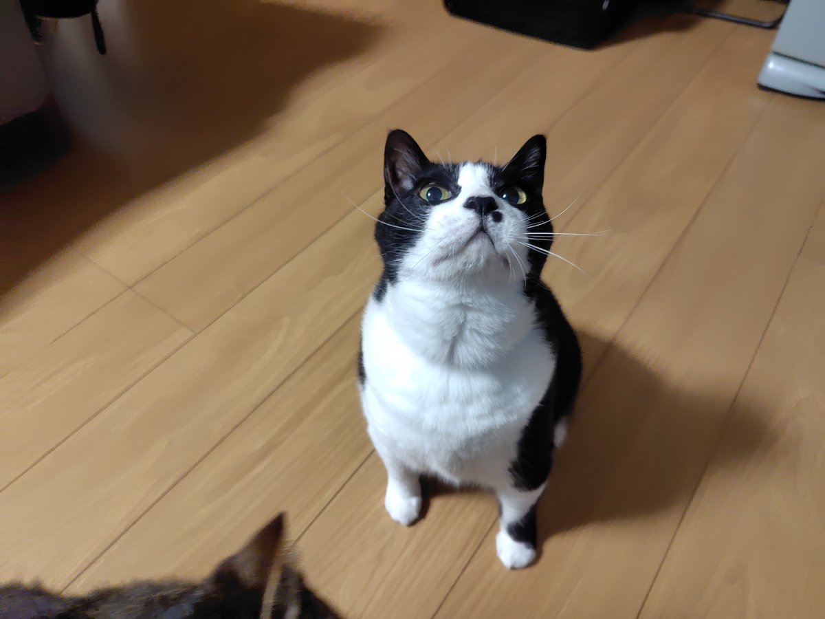 CVT3GbSqyCg1yw1's tweet photo. 命を最優先にゃーん♪ https://t.co/mtZvLUd6m7