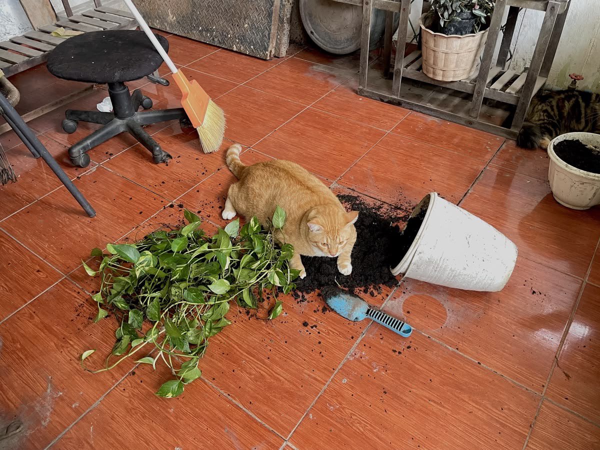 NoCatsNoLife_m's tweet photo. The suspect tries to hide the evidence with his own body https://t.co/8iO4E2GCpE