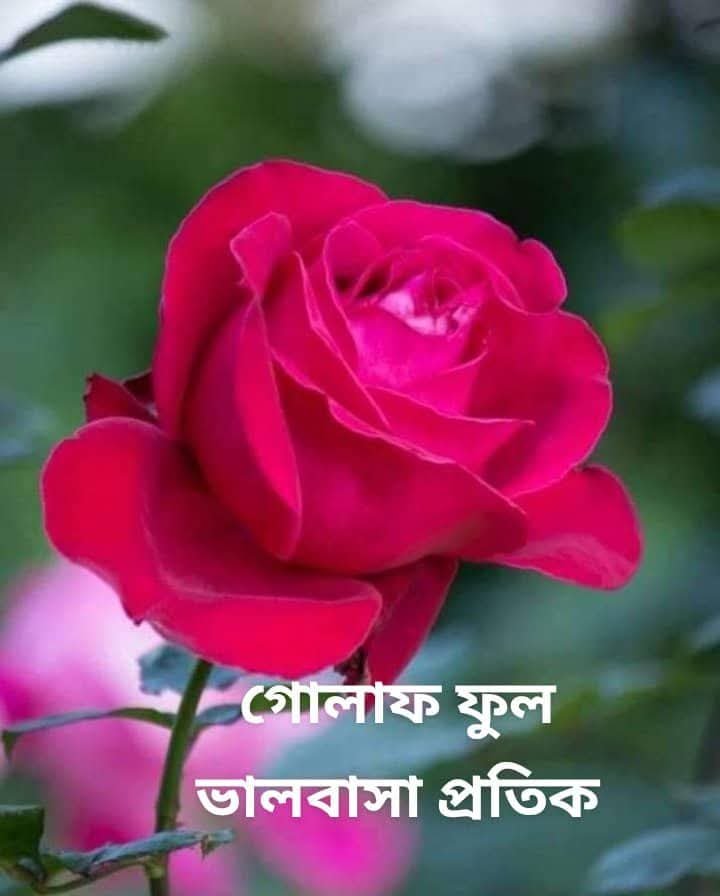 Basitmiahh0's tweet photo. @rashidakhatun_r https://t.co/n3aXrAWBcO