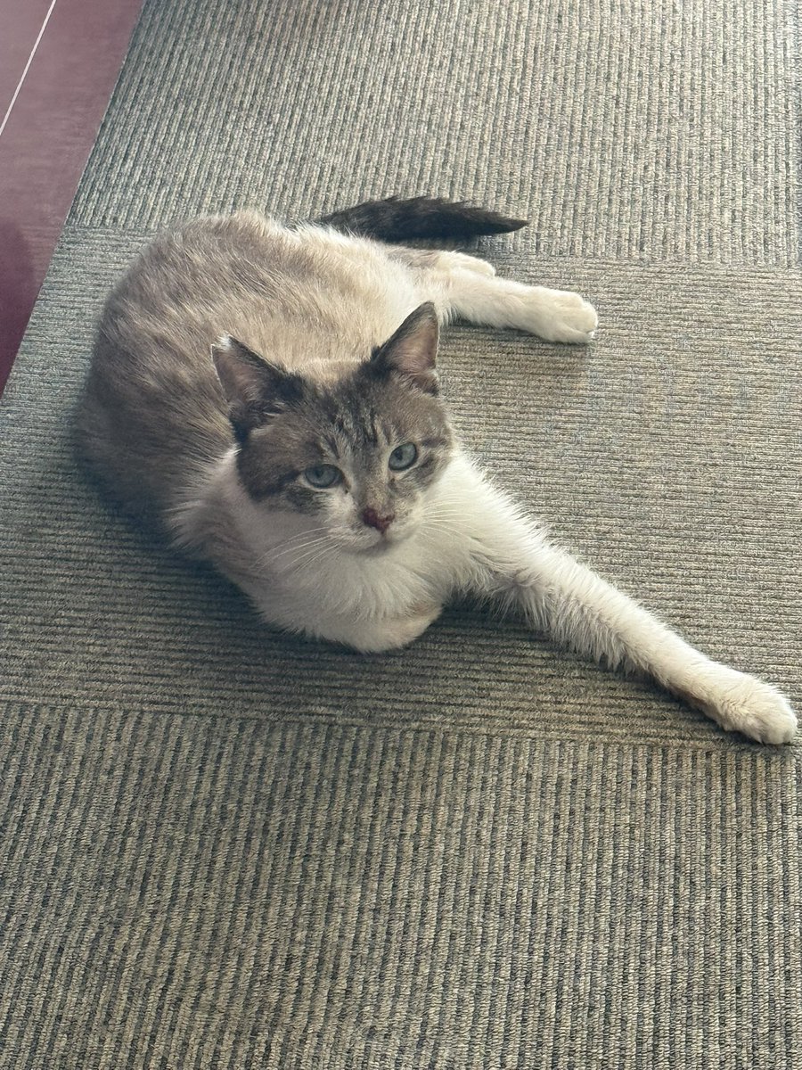 linalinacat's tweet photo. おはよございまーす☀️☁️

日向ぼっこからクールダウンボス。

←今朝 ﾎﾜﾎﾜ
                    →7年前？ ｵｯｶﾈｴ

猫はうち。
良いお顔になりましたね。 https://t.co/ut44J5YU6S