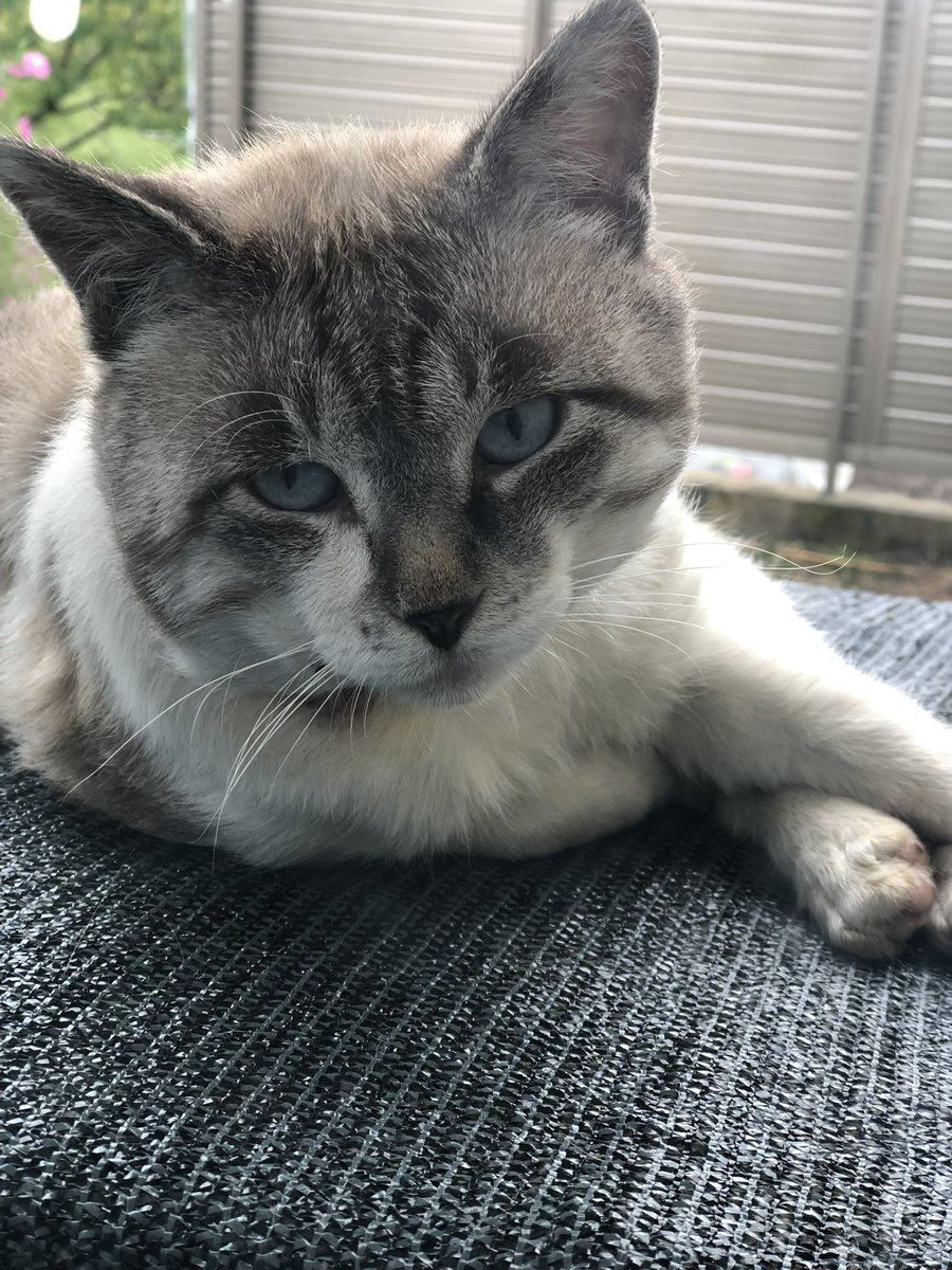 linalinacat's tweet photo. おはよございまーす☀️☁️

日向ぼっこからクールダウンボス。

←今朝 ﾎﾜﾎﾜ
                    →7年前？ ｵｯｶﾈｴ

猫はうち。
良いお顔になりましたね。 https://t.co/ut44J5YU6S