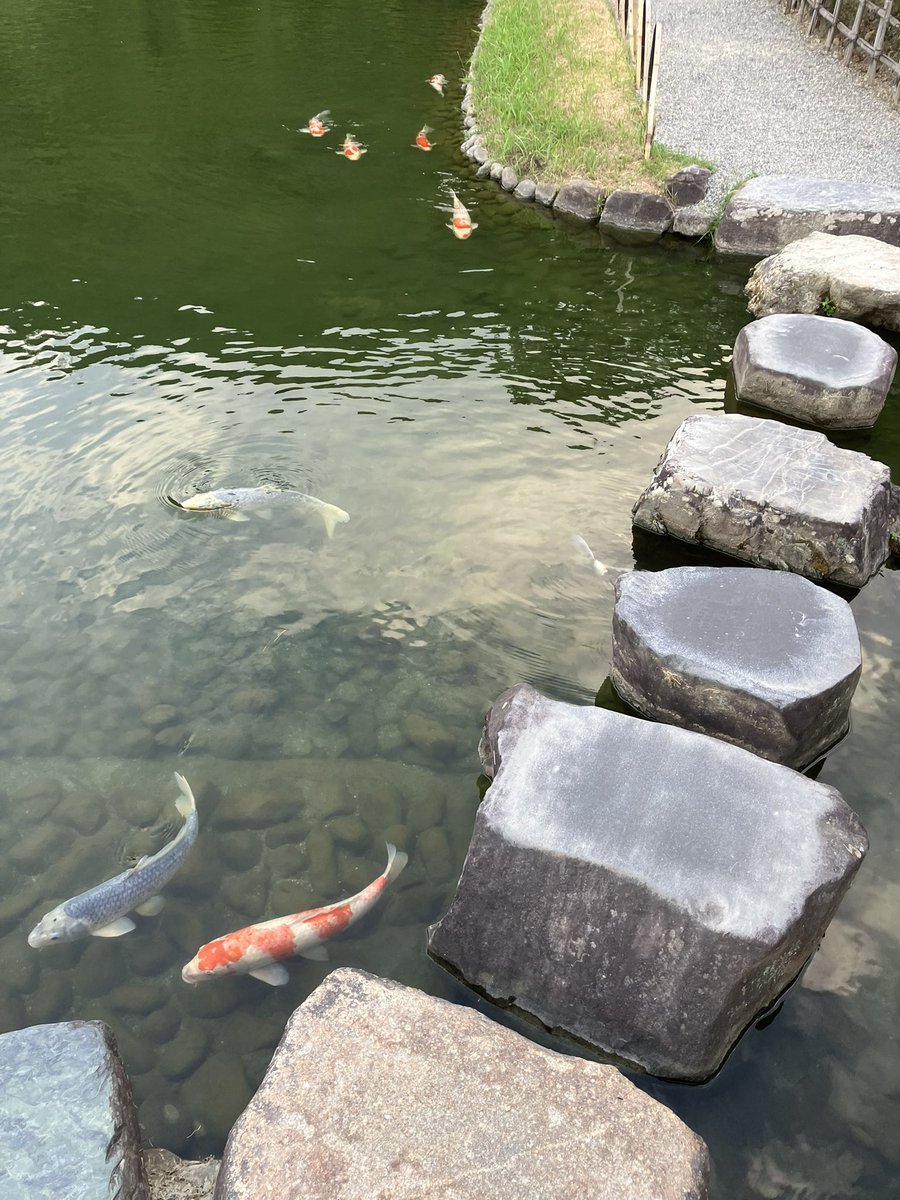 OgaPenholder's tweet photo. 早朝の栗林公園

もっと涼しい時期にゆっくり巡りたいなぁ https://t.co/U0PxZAZkQT