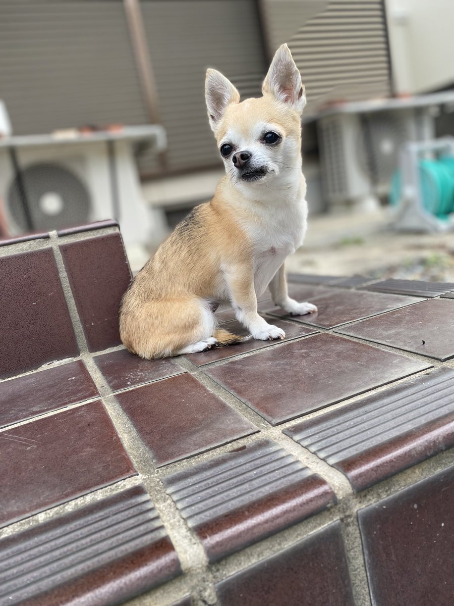 JerryJerryJtan's tweet photo. ジェリーたんママのお友達です
皆様からの温かいメッセージ
ありがとうございます
余震はまだ続いてます　
幸いな事に電気水ガス問題なく使えてます
夜は怖いので避難所で過ごしてます
人も多いので良く眠れないですが
木造の我が家よりはいいかなと…
ご報告でした
#チワワ https://t.co/t14xXjSFvD