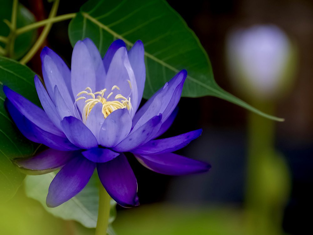 bodhisattavanam's tweet photo. #TLを花でいっぱいにしよう
#waterlilies
#pipal
#祈り
#天竺菩提樹 https://t.co/yy373kuuSG