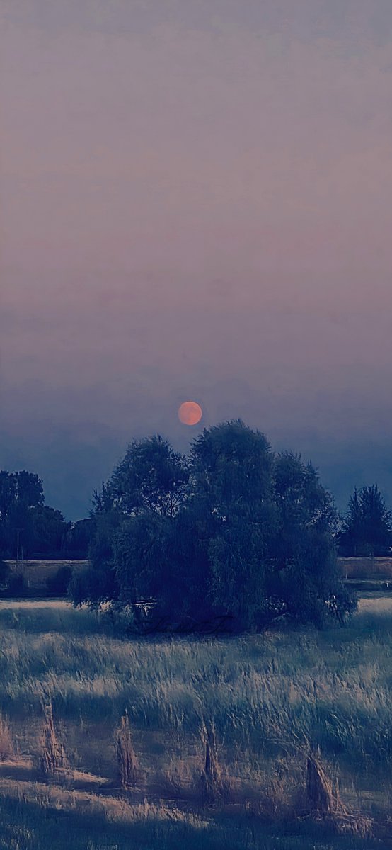 SeelenblickFoto's tweet photo. Ein rötlicher Mond über den Wipfeln: In den kühlen Farben der Abenddämmerung zeigt sich die Natur von ihrer friedlichsten Seite. Magie pur! 🌕✨ #SeelenblickFotos #Vollmond #Abenddämmerung #LandschaftsFotografie #NaturPoesie https://t.co/zxQQz3UG5w