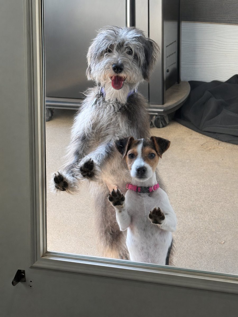 _its_jennifer's tweet photo. @PolitiBunny My schnoodle puppy, Molly and her sister, Jack Russell terrier puppy, Mabel https://t.co/Zhx1cs24UW