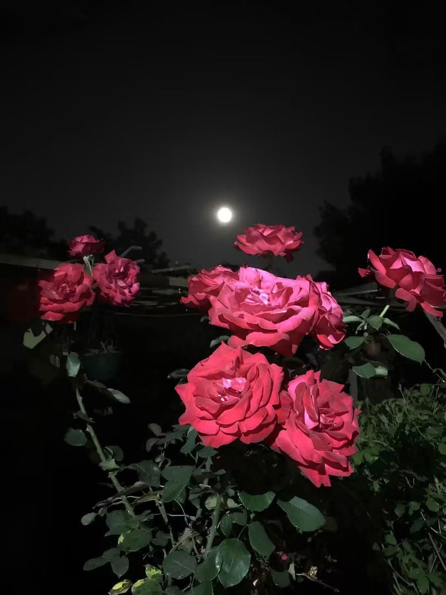 silai_silin's tweet photo. أما آنَ لهذا الليلِ أن يسرقكم إلى الأحلام؟ أم أنَّ بينكم وبين السَّهرِ حكايةً لم تكتمل بعد؟  ✨ https://t.co/q1VKMuhkp4