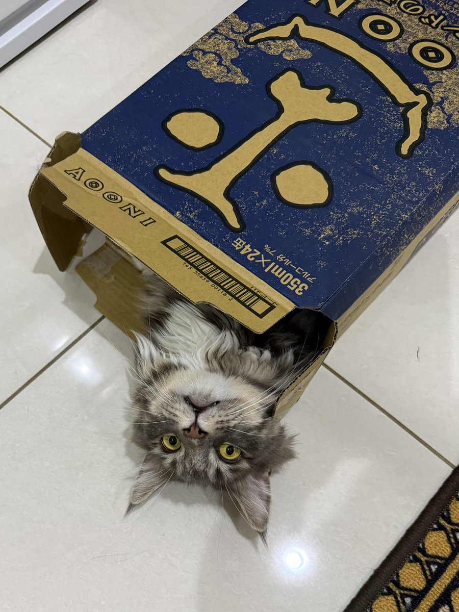 429italy's tweet photo. 資源ごみの日までは遊ばせてあげようと思います🙂‍↕️

#メインクーン
#猫のいる暮らし
#猫好きさんと繋がりたい https://t.co/HkZl73b0Dc
