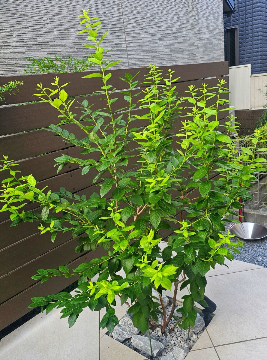 magobee2's tweet photo. 連日の猛暑にも負けず
ブルーベリーが全力で成長しているッ!!

今年は花芽を摘んだので成長著しいな⋯

 芯止めしたのに脇からまた1本だけ生やして
どこまでも空を目指しておる⋯

ダロウは開帳性と聞いていたけど思いの外大人しいや
来年の収穫と娘の笑顔が楽しみ🫐( ･ิω･ิ)

#ブルーベリー
#ダロウ https://t.co/Us35FxcicX