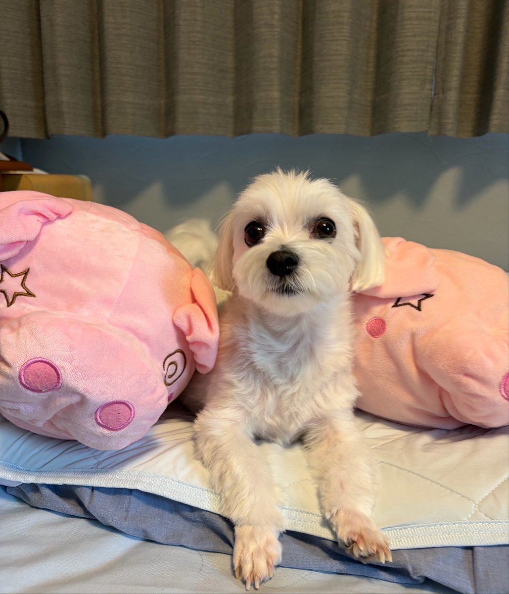 rxew_k's tweet photo. 今日はマロンくん6歳のお誕生日🐶🎂
おめでとう🎉🎊
これからもずっとよろしく✨✨ https://t.co/n0xXSKjrWw