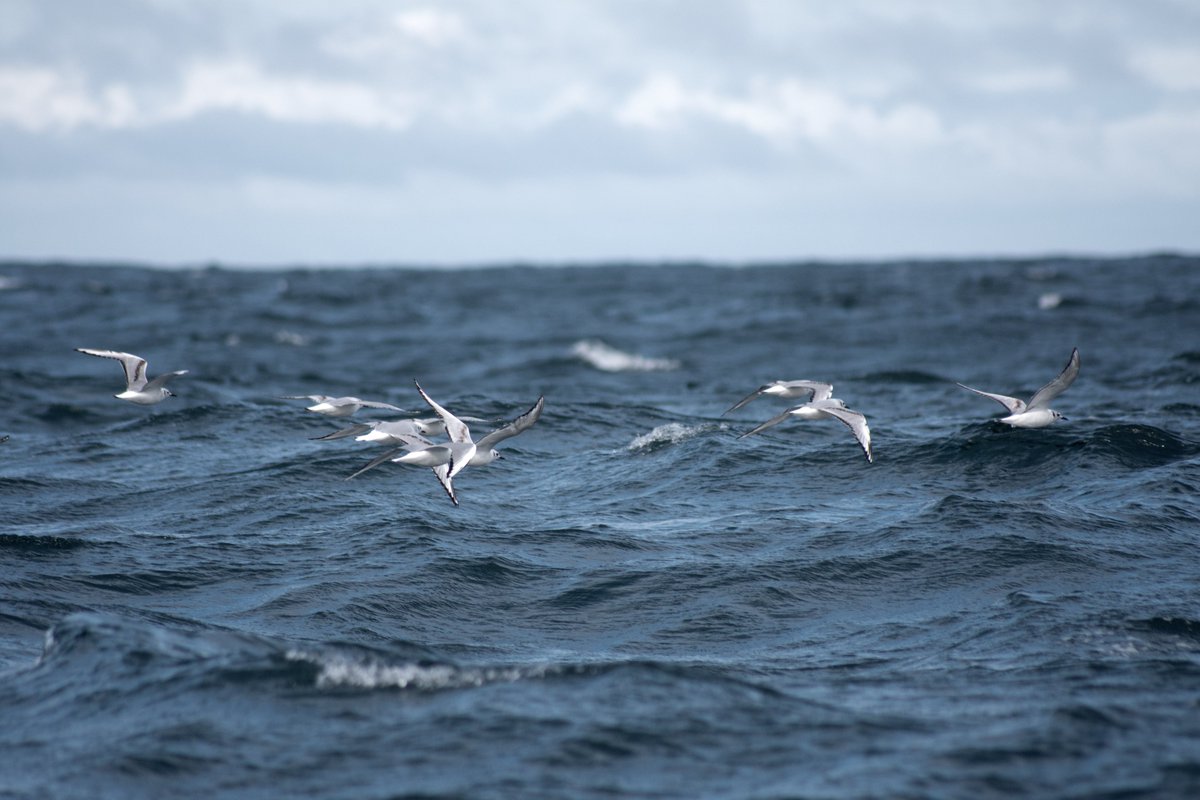 mcelesteart's tweet photo. bonaparte gulls! (in their first winter plumage from 2025)
#birdtwt https://t.co/GU2UdgBRHg