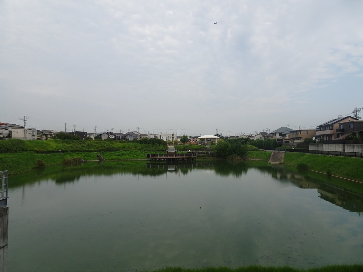 ruby_emy's tweet photo. 八ツ屋大池公園のカイツブリ
曇り空の大池を歩く、日差しが弱いのでさほど熱くない。カイツブリの幼鳥は分散して行動している。
#大府市 https://t.co/ODlo4mAV3z