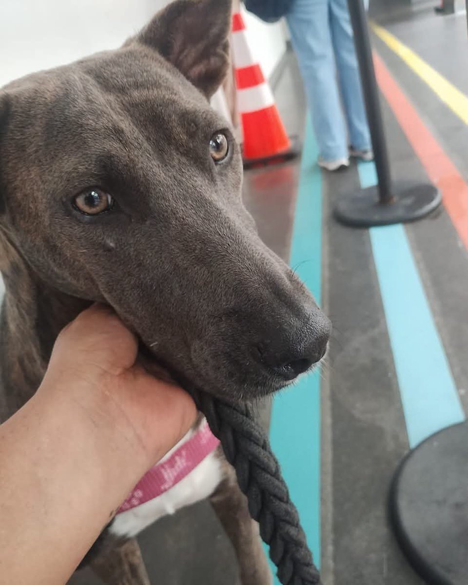 lyssitta's tweet photo. TIGRESA 🐕
#casopropio 
#AYUDA ‼️

Ella es una perrita comunitaria a la que se le está ayudando por  tumor de Stiker , va a Chivo Pets para sus sesiones de quimioterapia 
Mañana,  miércoles 30 tiene su cita, una cita crucial en la que el vet dirá si pasa con el oncologo y se cambia el tipo de quimioterapia o si el medicamento que le dejaron en la última cita ha dado buenos resultados y lo que había del tumor desapareció 

Son $25 que solicito de su ayuda para poder reunirlos y pagar transporte y que Tigresa vaya a su cita 
Me ayuda por favor 🙏 

Dejo nuestras formas para  ayuda 👇🏻
🐱 BRENDA MENDEZ
🐾 Banco Agrícola 
🐾 Cuenta de Ahorro 
🐾 3280504740

🐶 LISSETTE SANCHEZ PALOMO 
🐾 BANCO DAVIVIENDA (EL SALVADOR )
🐾 CUENTA DE AHORRO
🐾 775541628030 

Me puede escribir por DM o al WhatsApp +50366810566 con Lys