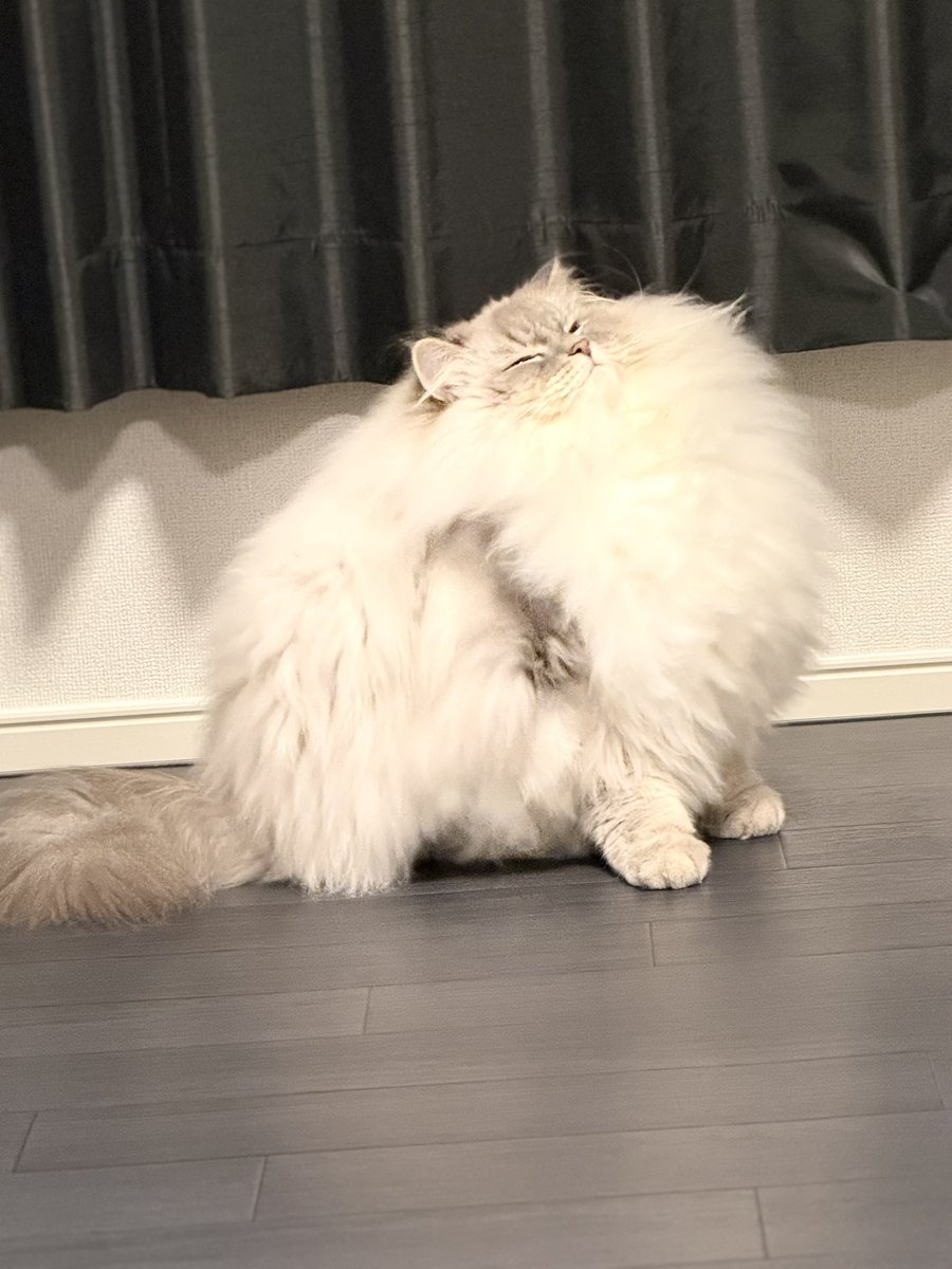 eleven11neko's tweet photo. 立派な胸毛 https://t.co/HvYRFBv3tV