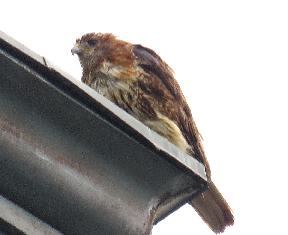 CornellHawks's tweet photo. 18:40, 7/29   P spotted on Stadium light. Arthur close by out of view w/robins alarming. 

A very wet BR spotted on McGraw. P lands on lower roof on McGraw as BR quickly departs.

P takes shelter from rain on the Johnson Museum. 

Many thanks to Suzanne &amp; woodg for the Photos! https://t.co/rnG0bMYqix