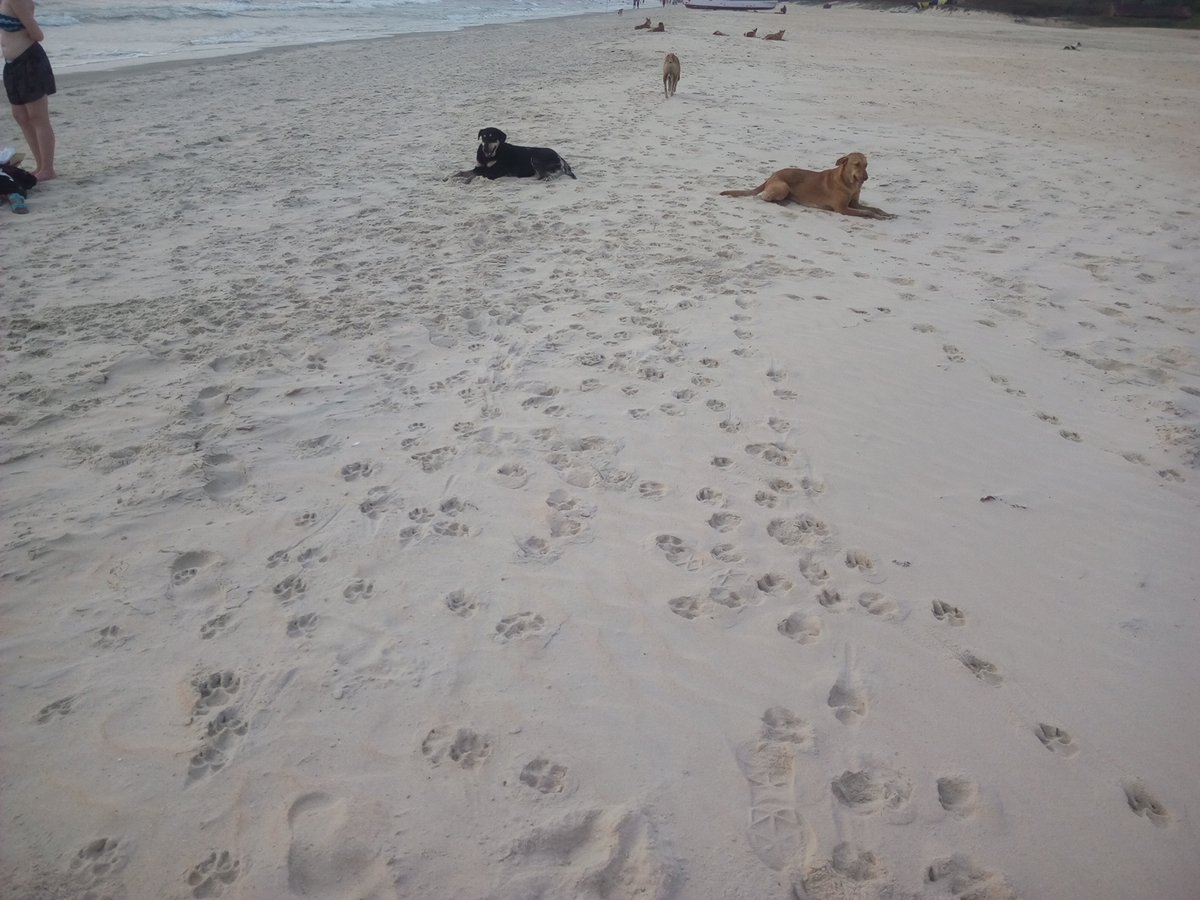 goanarmie's tweet photo. ๐พ๐๏ธ Living the Goan dream! Sun, sand, sea breeze, and not a care in the world. ๐โ๏ธ
#Goa #DogsOfGoa #BeachDogs #GoaBeaches #GoaLife #BeachLife #CoastalGoa #SeaBreeze #PawsOnTheBeach #DogLovers #PetPhotography #GoaDiaries #BeachVibes #NatureLovers #IslandLife #SunSandSea ๐ด๐โ๏ธ https://t.co/7VzzyJgj21