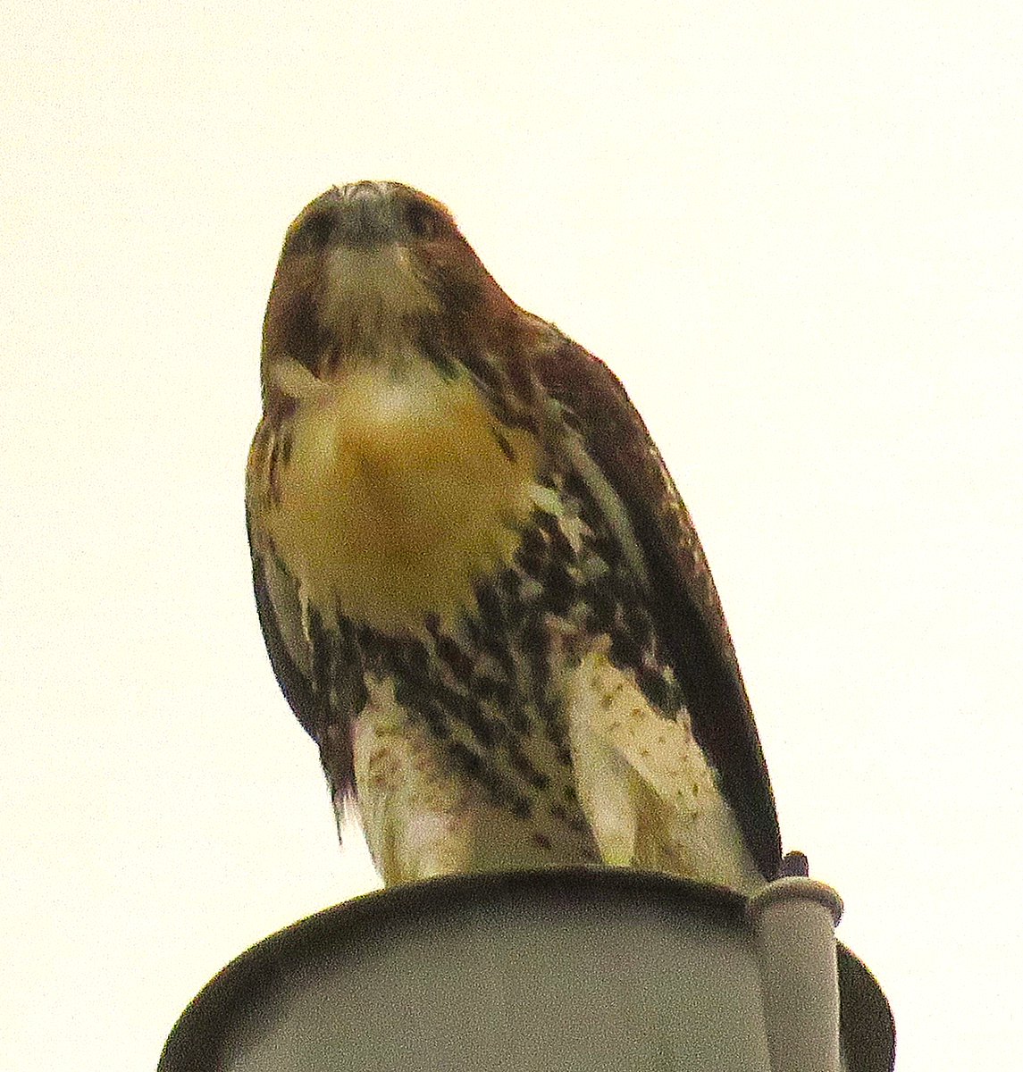 CornellHawks's tweet photo. 18:40, 7/29   P spotted on Stadium light. Arthur close by out of view w/robins alarming. 

A very wet BR spotted on McGraw. P lands on lower roof on McGraw as BR quickly departs.

P takes shelter from rain on the Johnson Museum. 

Many thanks to Suzanne &amp; woodg for the Photos! https://t.co/rnG0bMYqix
