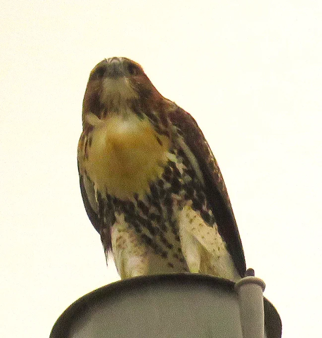 Image from CornellHawks (@CornellHawks)