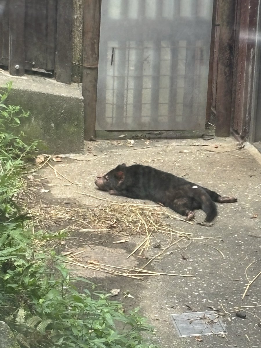 QZgt9i's tweet photo. 何十年ぶりに多摩動物公園へ。狼は残念ながら見れなかったがタスマニアデビル、お前足短めで可愛いぞ。フィギュア買ってしまった。　#多摩動物公園　#タスマニアデビル https://t.co/Im5IRTHmsL