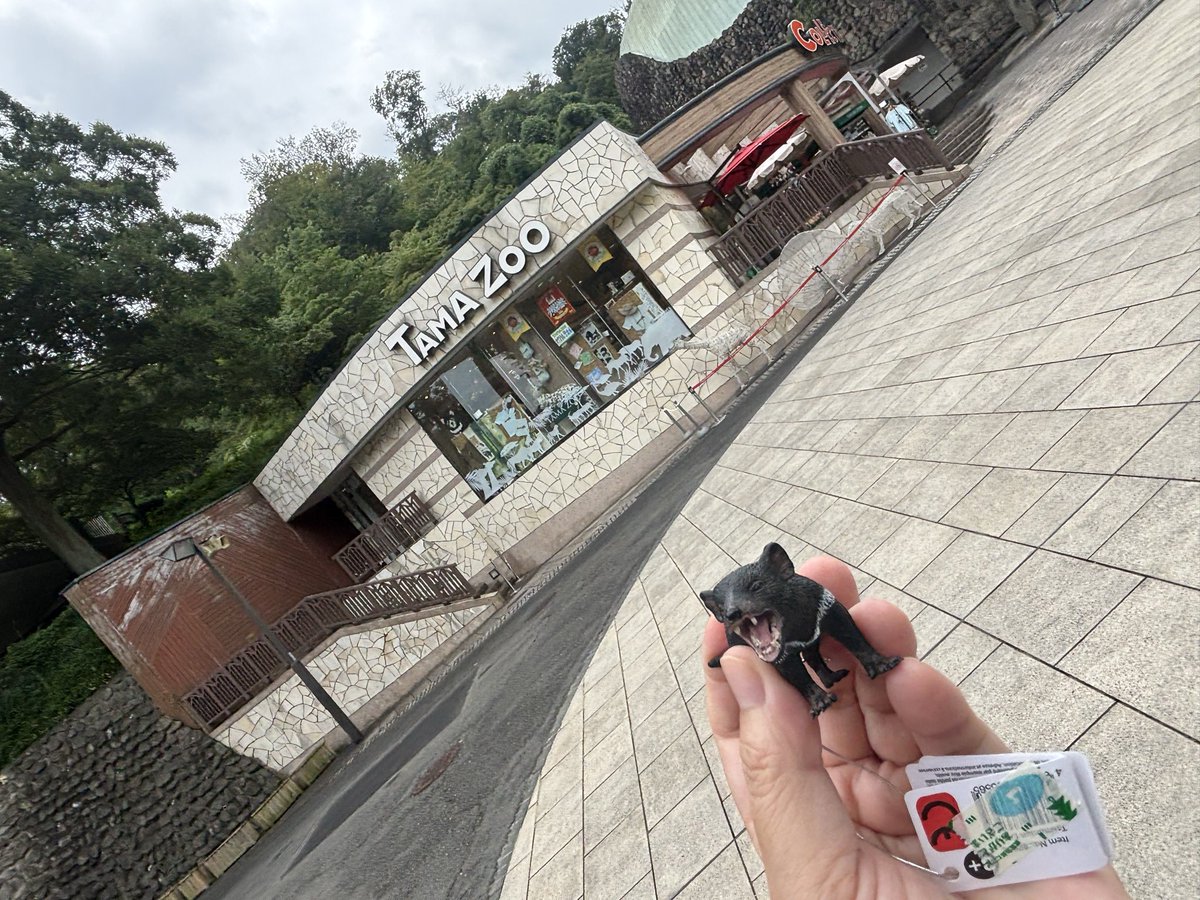 QZgt9i's tweet photo. 何十年ぶりに多摩動物公園へ。狼は残念ながら見れなかったがタスマニアデビル、お前足短めで可愛いぞ。フィギュア買ってしまった。　#多摩動物公園　#タスマニアデビル https://t.co/Im5IRTHmsL