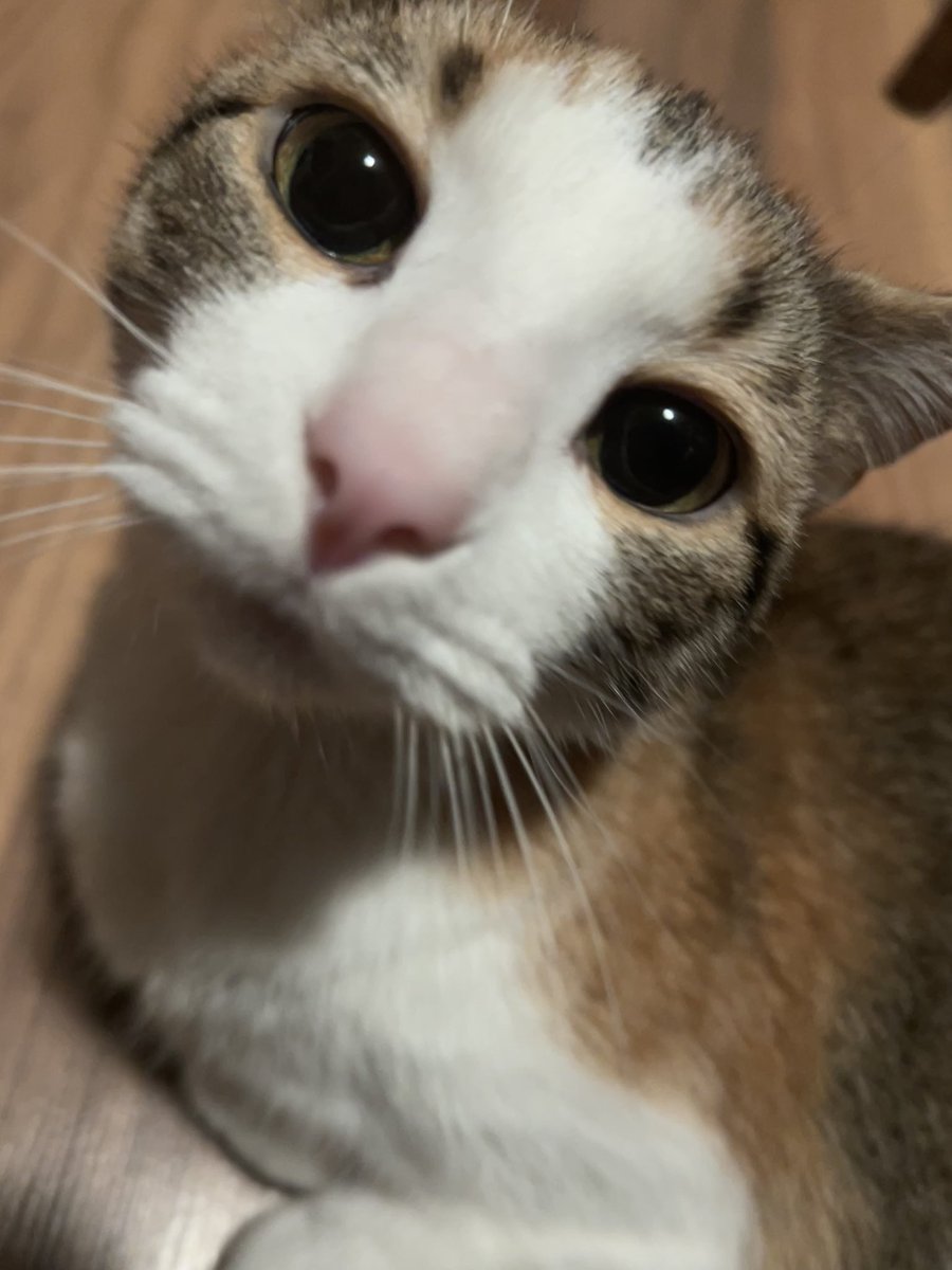 goatedsoup's tweet photo. @vampzhyun The one in picture number two is rukia and the one in picture number 4 is doofy☺️☺️ https://t.co/RSsxxQofG1