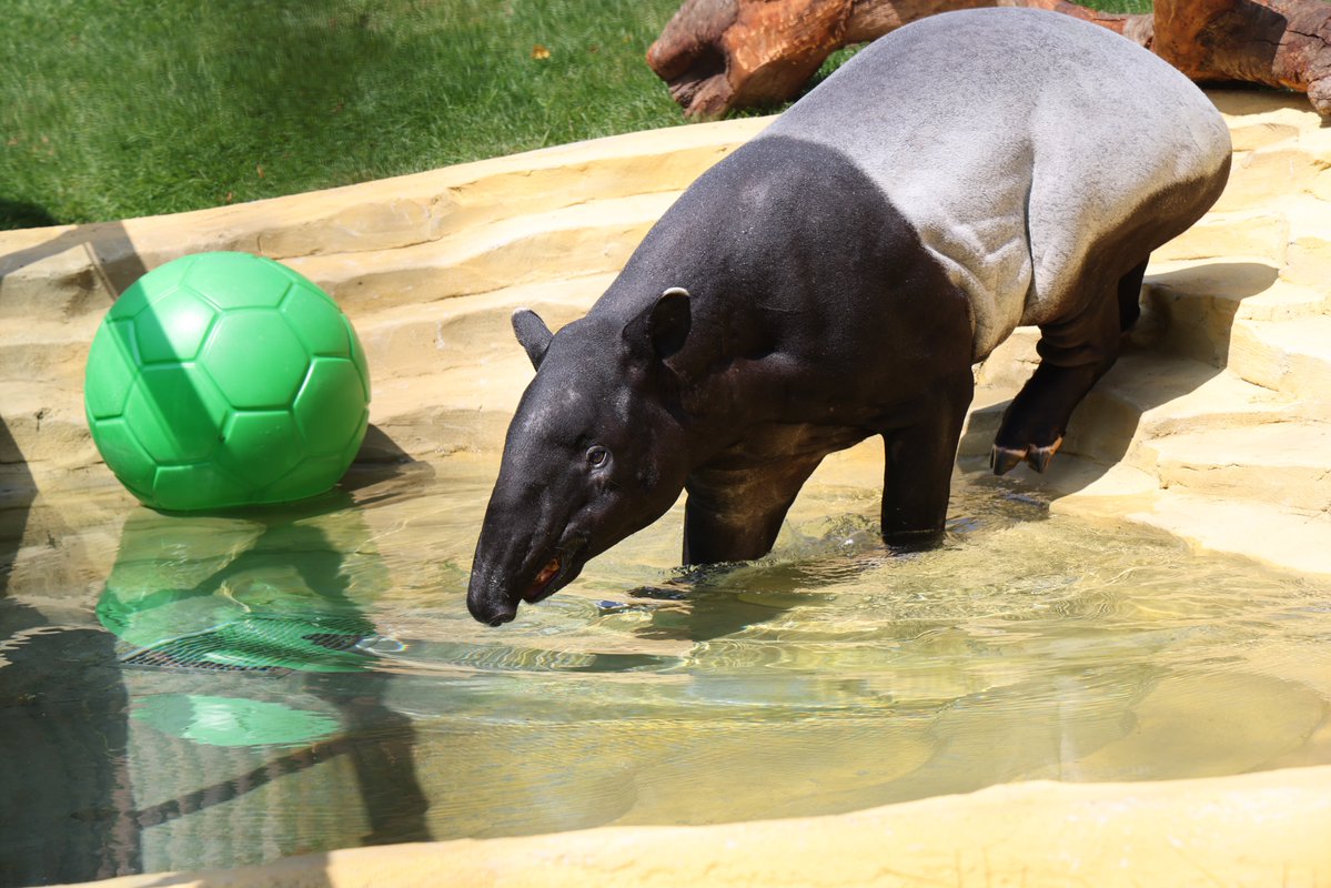 sea_Dalian's tweet photo. On July 29, a Malayan tapir, often dubbed a national treasure of Malaysia, made its public debut at the Dalian Forest Zoo, marking the species' first appearance in Northeast China. #iDalian #zoo #tapir #Malaysia https://t.co/kYJjrkRqaY